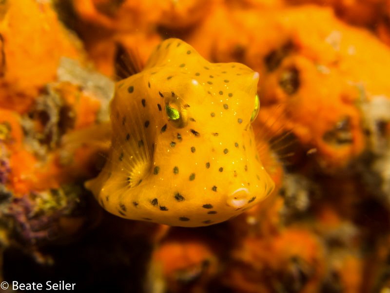 Juvenile Cowfish by Beate Seiler 