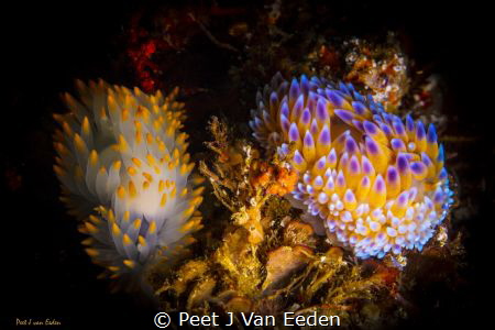 Two of a kind by Peet J Van Eeden 