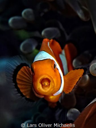 freeloader -
tongue-eating parasite (Cymothoa exigua) in... by Lars Oliver Michaelis 