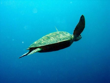 Taken at Sipadan Island, East Malaysia by Dennis Siau 