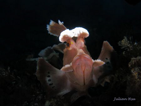 Rhinopias eschmeyeri
@Tulamben by Julian Hsu 