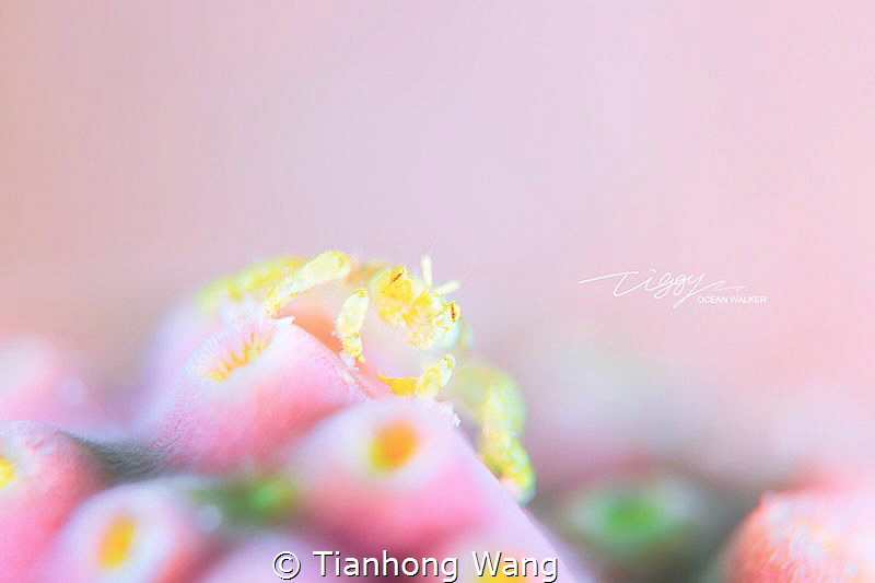 CUPCAKE
@Romblon by Tianhong Wang 