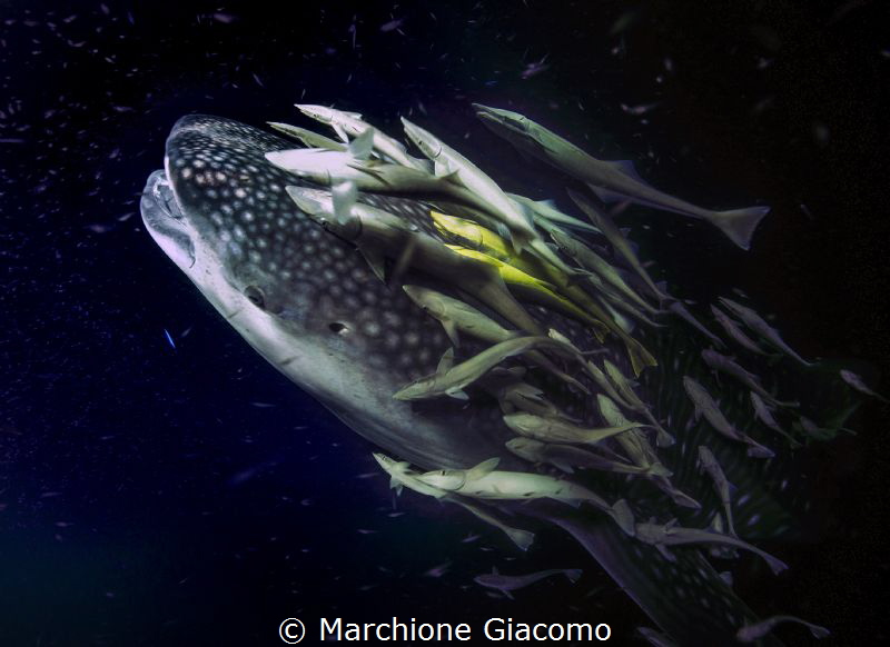 Big one. Whale shark and remores
Nikon D800E, 17-35mm Ni... by Marchione Giacomo 