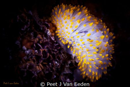 I will light up  your candle by Peet J Van Eeden 