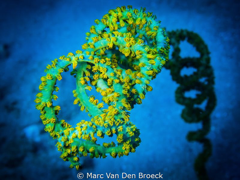 circles
 by Marc Van Den Broeck 