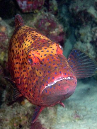 Red Sea Coral Grouper taken at Sharks Observatory, Ras Mo... by Nikki Van Veelen 