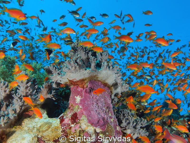 Fishes, fishes by Sigitas Sirvydas 