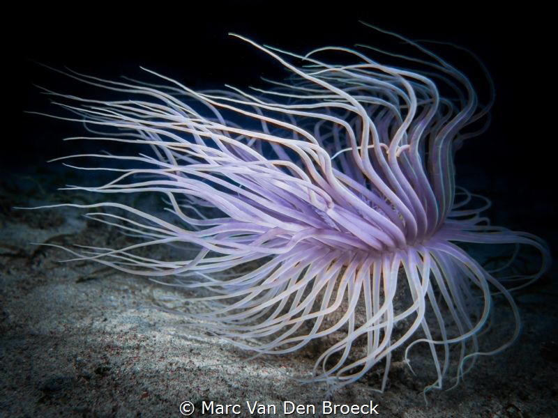 wave by Marc Van Den Broeck 