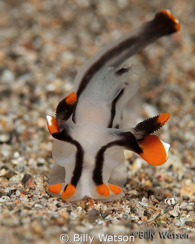 The Rambler -- Thecacera picta by Billy Watson 