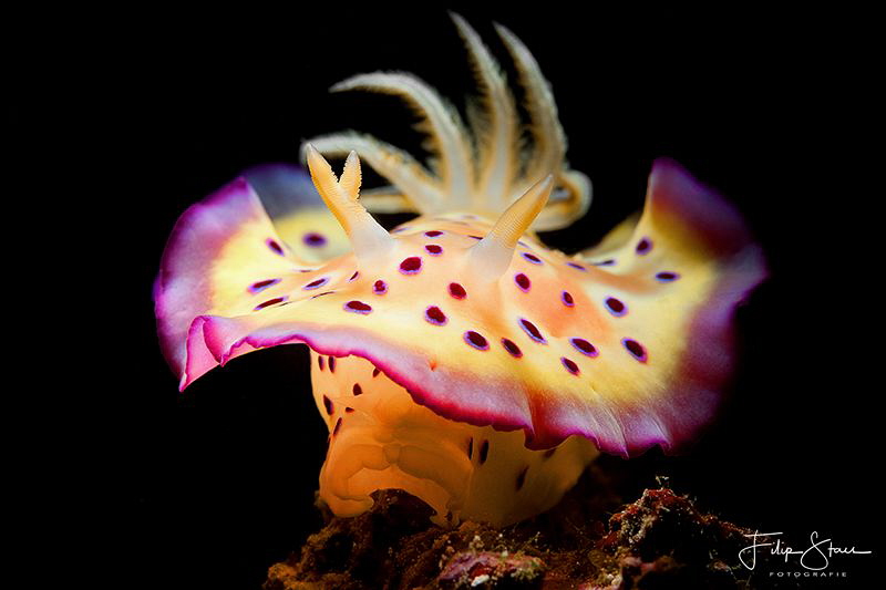 Chromodoris kuniei, Bali. by Filip Staes 