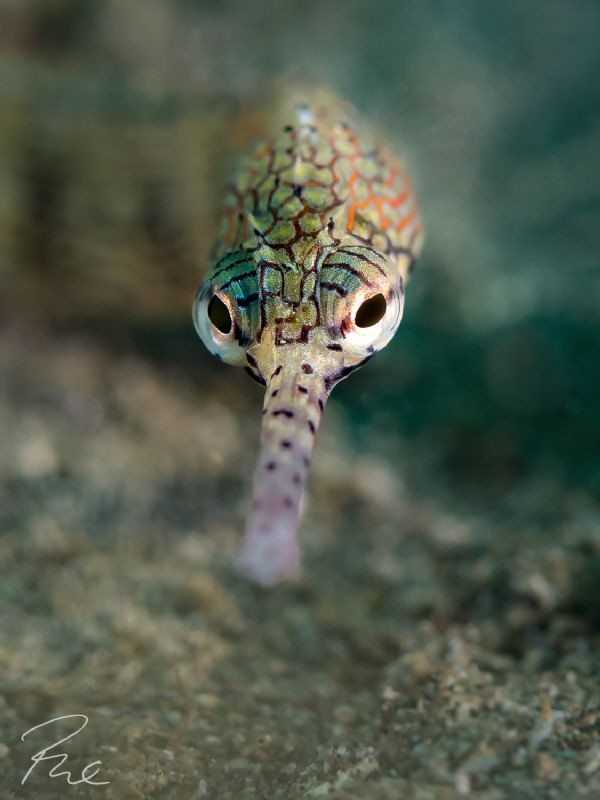 Pipefish close up by Philippe Eggert 