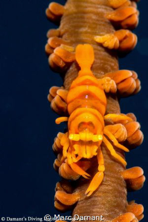 Whip Coral Monster. 100mm macro +5 diopter. by Marc Damant 