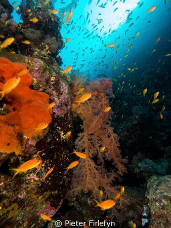 marine life by Pieter Firlefyn 
