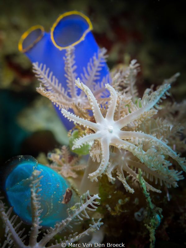 Blue pockets by Marc Van Den Broeck 
