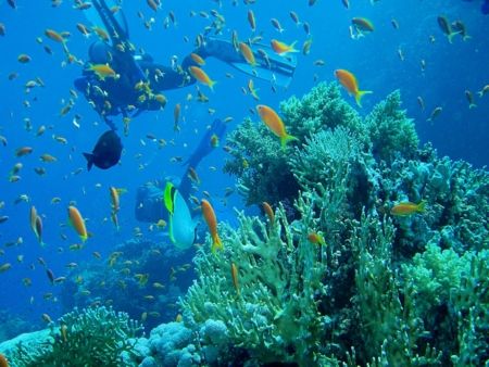 The abundance of life at the coral reef in Sharm el Sheik... by Vanja Crljenica 