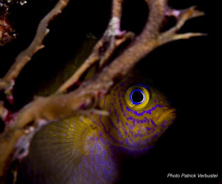 Expressive by Patrick Verbustel 