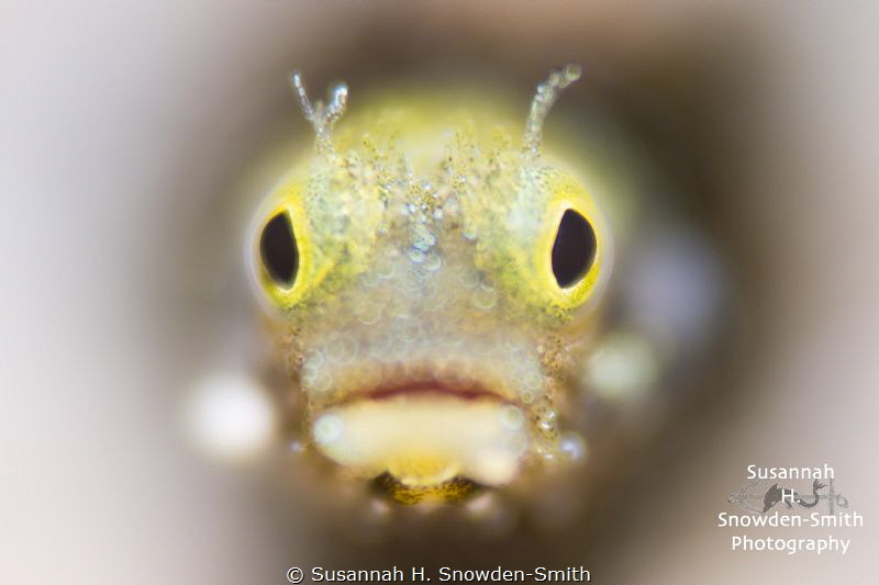 "That Face Though!"
Secretary blenny with shallow depth ... by Susannah H. Snowden-Smith 