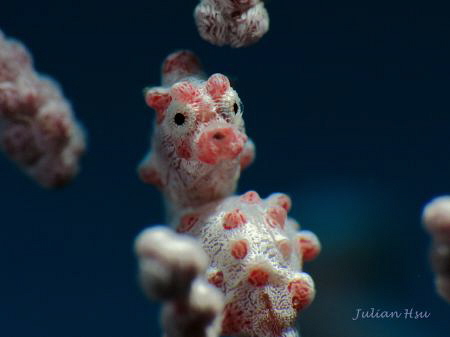 Pygmy Seahorse
@Anilao by Julian Hsu 