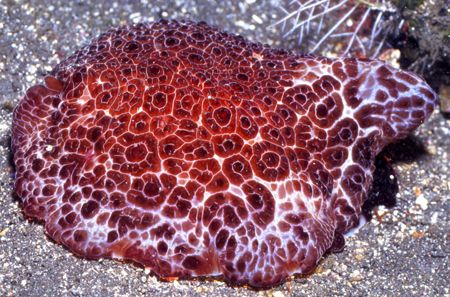 Plurobranch, big cousin of the Nudibranch. by David Spiel 