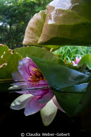 waterlily splitshot by Claudia Weber-Gebert 