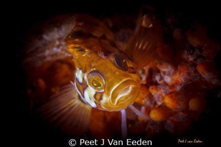 Eye shadows to die for by Peet J Van Eeden 