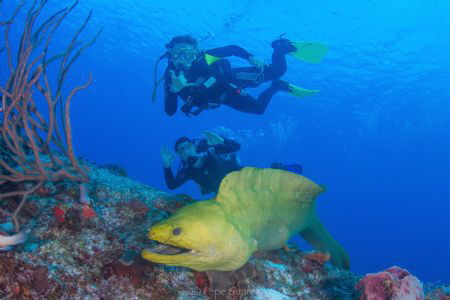 Moray leading a dive. by Pepe Suarez 