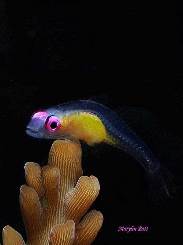 Pink eyed Goby, Anilao, Philippines by Marylin Batt 