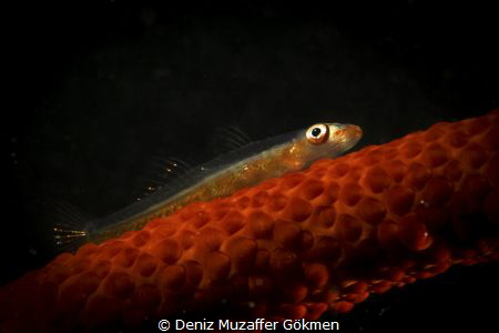 Whipcoral Goby by Deniz Muzaffer Gökmen 