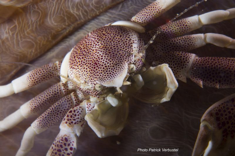 Porcelain crab by Patrick Verbustel 