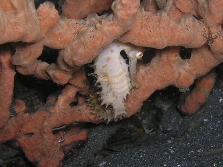 "A bit shy", This Sea Horse was a bit reluctant to move o... by Damien Preston 