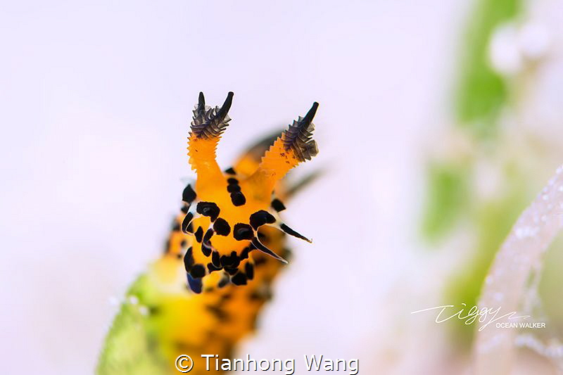 PARTICULAR
Polycera abei by Tianhong Wang 