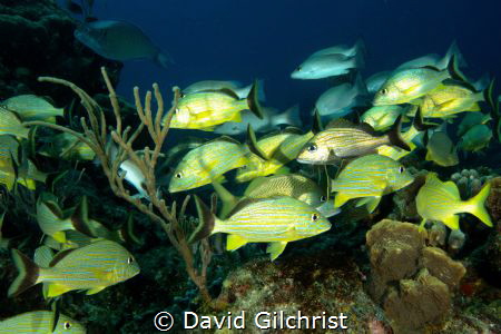 A school of fish cruise the waters of Cozumel. by David Gilchrist 
