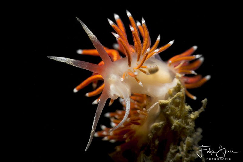 Flabellina gracilis, Zeeland, the Netherlands. by Filip Staes 
