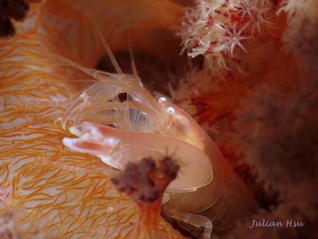 Guardian of the garden (pistol shrimp)
@Anilao by Julian Hsu 