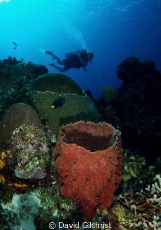 A diver enjoying the sights of Cozumel's Reef system. by David Gilchrist 