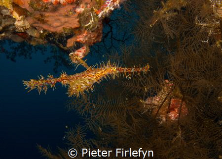 ghost pipefish by Pieter Firlefyn 
