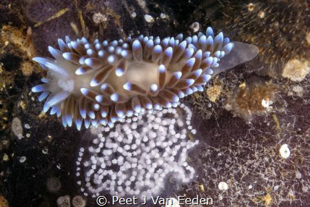 A proud silver tip mother and her eggs by Peet J Van Eeden 