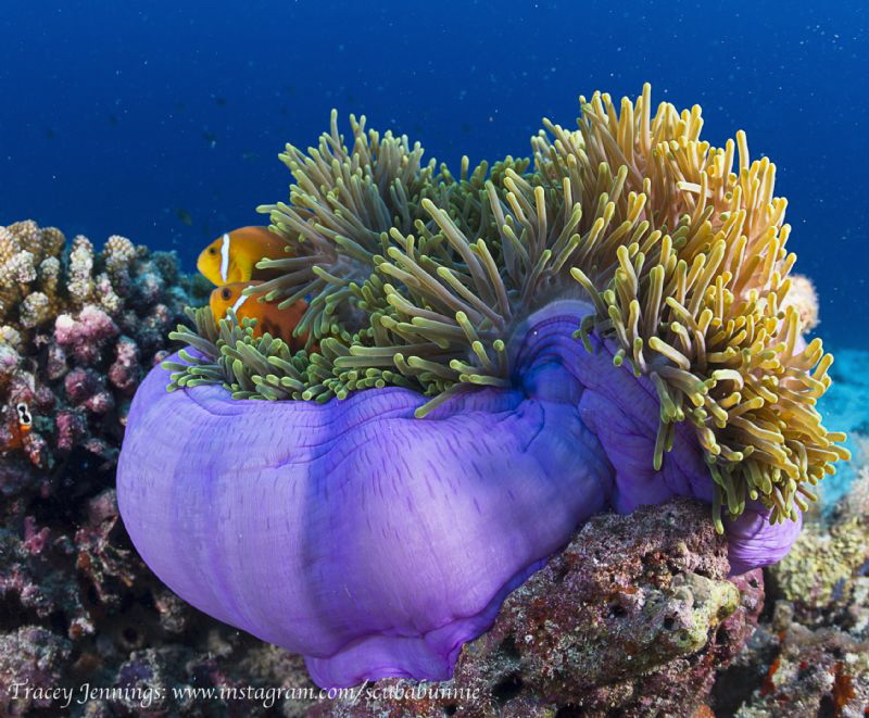 Nemo by Tracey Jennings 