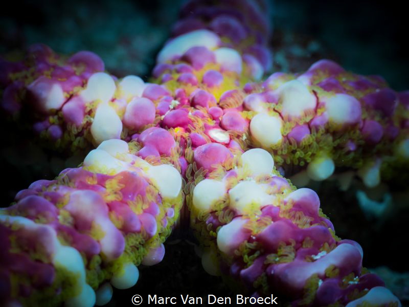 star by Marc Van Den Broeck 