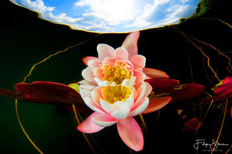 Reflection of a waterlily, Turnhout, Belgium by Filip Staes 