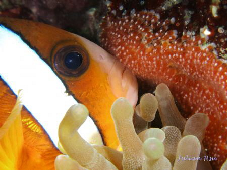 Babysitting
@Anilao by Julian Hsu 
