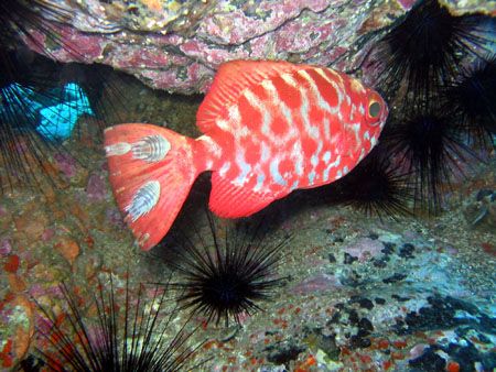 Taken in La Gomera, Canary Islands. Nearly all the Glasse... by Brian Mayes 