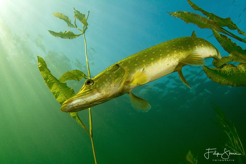 Pike, Pond of Ekeren, Belgium. by Filip Staes 