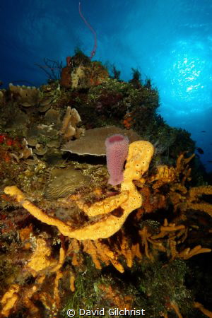 Cozumel Reef Scenic by David Gilchrist 