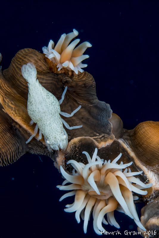 White Anemoe Shrimp by Henrik Gram Rasmussen 