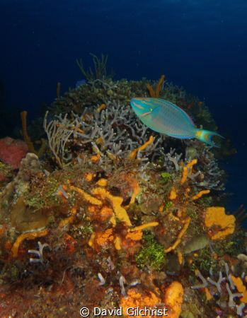 Cozumel Reef Scenic with Parrotfish. by David Gilchrist 