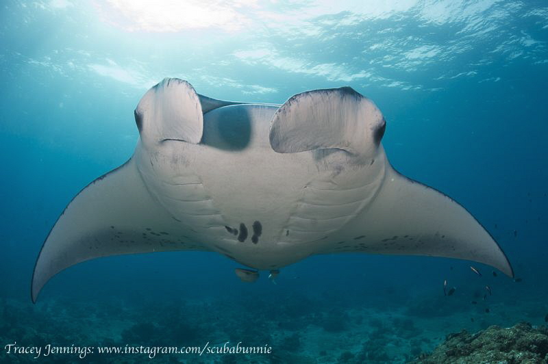 manta by Tracey Jennings 
