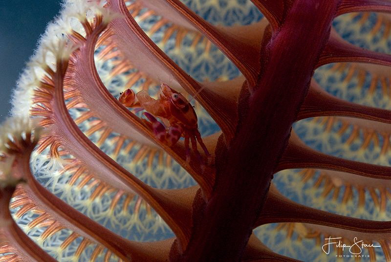 Porcelain crab on the branch of a sea pen. Backlight. Kom... by Filip Staes 