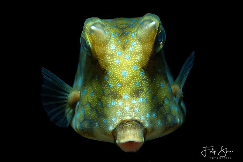 Portret of a Thornback boxfish (Lactoria fornasini), Lemb... by Filip Staes 