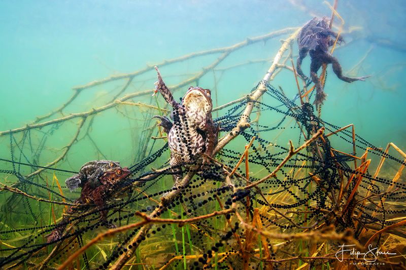 "Entangled", Mating toads, Turnhout, Belgium. by Filip Staes 